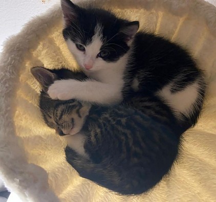 Cuddle therapy