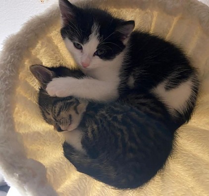 Kuscheltherapie